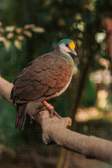 Sulawesi ground dove or Gallicolumba tristigmata sitting on a tree branch with sunshine pouring overhead. Close up of a tropical bird in natural conditions.