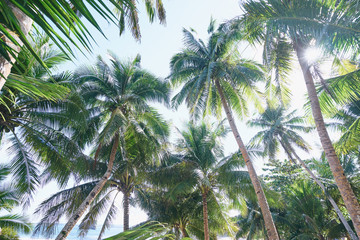 Obraz premium Sunny day. Beautiful green coconut palm trees.