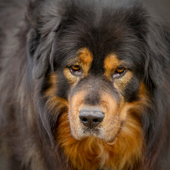 Tibetan Herding Dog Portrait