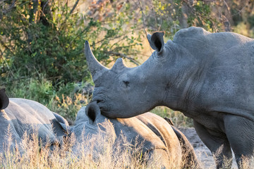 Rhinoceros together in Krueger Park, South Africa