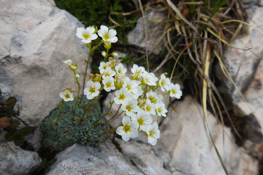 fioritura di Saxifraga sp. tra le rocce 