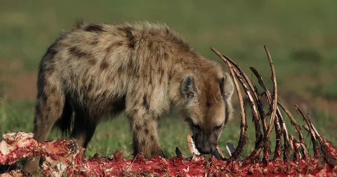 A hyena eats a carcass in the savannah