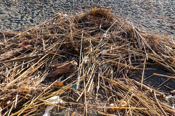 wood and waste left by the sea on the beach
