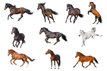 Horse collection isolated