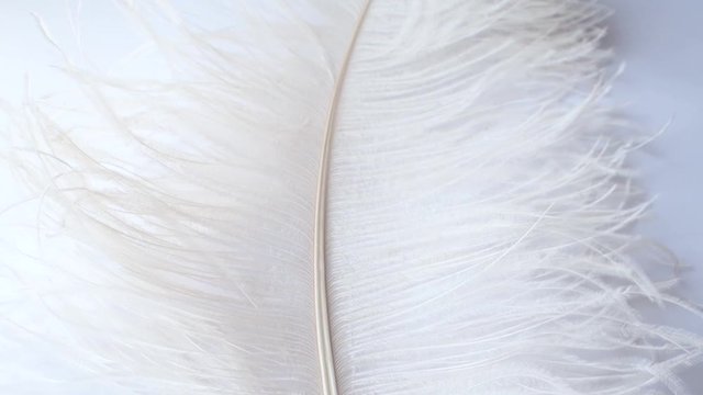 Light, delicate ostrich feather. White feather on a white background