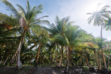 Tropical landscape. Beautiful green coconut palms plantation.