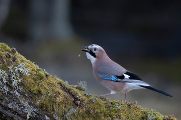 jay bird, Garrulus glandarius, close up portrait while perched on a moss covered branch in scotland.