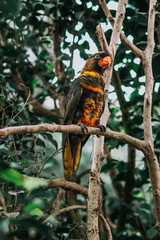 Lorius lory sitting on a tree branch with sunshine pouring overhead. Close up of a tropical bird in natural conditions.