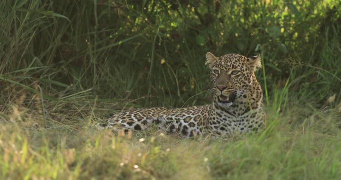 A leopard is lying in the grass