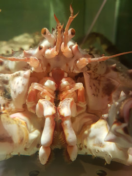 live king crab on sale in a supermarket