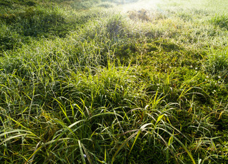 Green grass with dew drops in spring morning sunshine