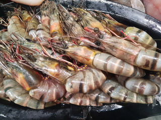 Fresh beautiful tiger prawns on ice