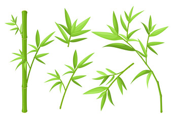 Green bamboo stem and leaves colorful vector illustrations set
