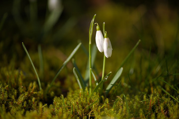Snowdrops growing in fresh green moss. Galanthus in macro closeup with morning dew drops.