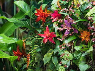 Colorful tropic flowers in a botanical garden. Rare species. Exotic tropical flowers.