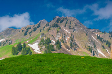 Fototapeta na wymiar Green alpine pasture