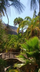 Fototapeta na wymiar These beautiful palm trees are in a park in Las Palmas Gran Canria Spaien.