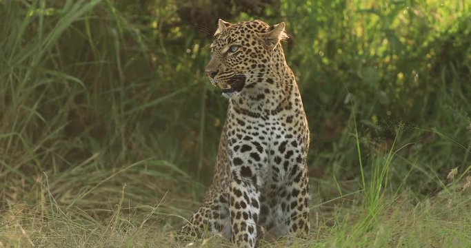A leopard sits in the savannah