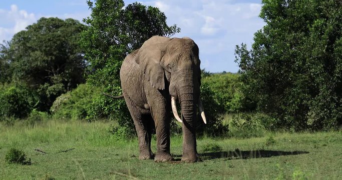An elephant throws ground on him