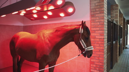 Horse under infrared lamp. Beautiful chestnut dog standing under infrared lamp getting suntan and...