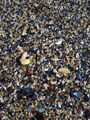 background texture With fine gravel on the sea coast