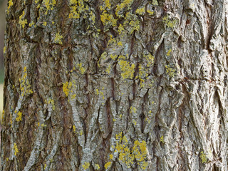 Tronc à l'écore brun grisâtre et fissurée du Saule pleureur doré (Salix alba Tristis)