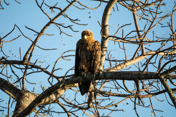 An African eagle sitting on branches 