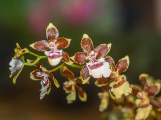 Colorful orchids in a botanical garden. Rare species of orchids. Exotic tropical flowers.