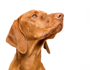 Cute hungarian vizsla dog side view studio portrait. Dog looking to the side headshot isolated over...