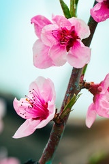 Pink flowers blooming peach tree at spring. Spring blooming, Abstract background. Banner. Selective...