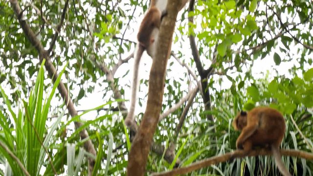 4k video of wild monkey climbing up on the tree in tropical jungle forest