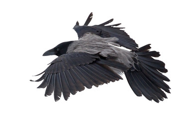 large grey isolated crow flight