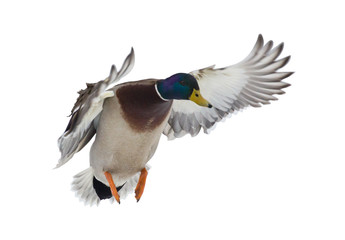 dark head mallard duck drake on white in flight - obrazy, fototapety, plakaty