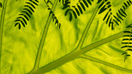 Spring light green leaf. cellular natural structure, flora. texture, background for natural...