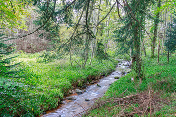 landscape of a stream that runs through a dense forest with abundant vegetation