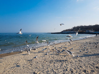  beautiful landscape with the azure sea and hungry gulls