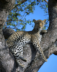 Relaxed leopard resting in tree