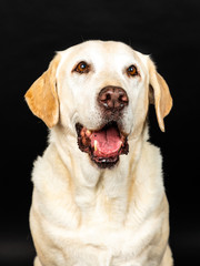 labrador dog in a studio with black background