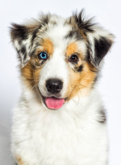merle puppy australian shepherd dog looking