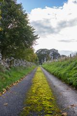 Fototapeta na wymiar narrow asphalt lane with green moss in the middle, on the sides abundant green vegetation, on one side stone wall and on the other wooden fence, trees next to and in the background, sunny day with som