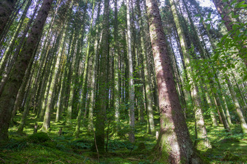 Fototapeta premium landscape of a forest, leafy and green trees, blue sky, thin, tall and vertical trunks, abundant green vegetation