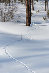 Animal footprints in winter forest