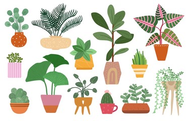 Home plants. Isolated plant in pot, planting ficus, yucca and fern. Tropical houseplant and succulents, indoor trees. Vector garden set. Illustration garden home flower, green decorative collection