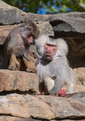 Two hamadryas baboons  standing on the rocks