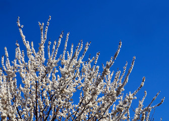White sakura or cherry tree blossoms on a blue sky background with space for text.Springtime concept.