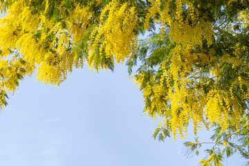 Blooming mimosa tree bring spring colors