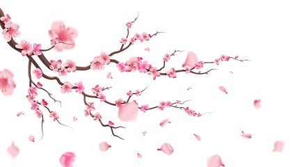 Naklejki  Gałąź kwiat sakura. Spadające płatki, kwiaty. Na białym tle latające realistyczne japońskie różowe wiśniowe lub morelowe elementy kwiatowe spadają tło wektor. Gałąź kwiatu wiśni, ilustracja płatek kwiatu