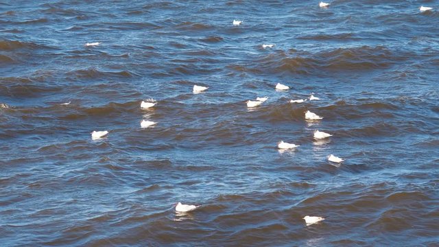 Birds sitting on the sea waves in 4k slow motion 60fps