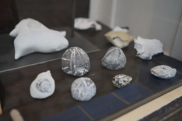 Collection of petrified sea urchins flints displayed in shop window at baltic sea 