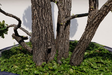 Many years old bonsai tree, big tree in a garden decoration pot